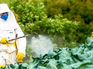 KLSH: Ministria e Bujqësisë lejoi shitjen e 10 pesticideve të ndaluara në BE